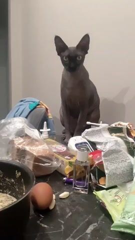 The video shows a Sphynx cat sitting on a cluttered kitchen counter. The counter is covered in various items including food packaging, an egg, garlic cloves, a bottle of perfume, a saucepan, and other miscellaneous objects. The cat is facing the camera initially then turns its head to the left. The background consists of a plain wall. The lighting is indoor, typical of a residential kitchen. The camera appears to be handheld.
