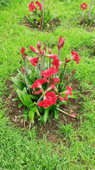 Red amaryllis flowers bloom in Ponta Delgada, Portugal