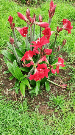 Red amaryllis flowers bloom in Ponta Delgada, Portugal