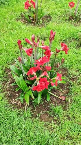 Red amaryllis flowers bloom in Ponta Delgada, Portugal