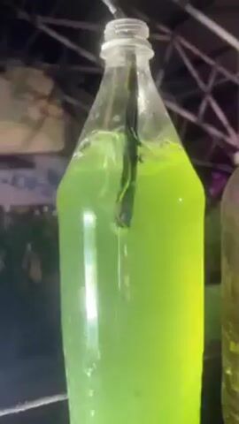 A close-up shot shows a clear plastic bottle filled with a bright green liquid. Inside the bottle, a dark object, possibly a tube or pipe, is submerged in the liquid. An air line is inserted into the top of the bottle, causing bubbling in the green liquid, suggesting aeration or mixing. The bottle is situated indoors, possibly in a laboratory or greenhouse setting, as evidenced by the blurred backdrop of structures and vegetation. Another bottle, partially visible on the right, appears to contain a similar, though perhaps less vibrant, liquid. The angle is low, looking upwards at the bottle, emphasizing its contents and the bubbling action within.