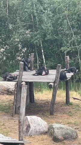 A group of chimpanzees are on a wooden platform. Some are resting, while others are grooming each other. One chimpanzee is lying on its back and appears to be grooming another chimpanzee. The platform is surrounded by trees and vegetation, and there is a body of water in the background.