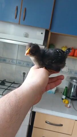 Here is a detailed description of the video:

The video shows a person holding a baby chicken in their hand. The chicken is small and black with white spots on its head and back. It has a yellow beak and feet. The person's hand is large and hairy.

The background of the video is a kitchen. There are blue cabinets, a tiled backsplash, and a gas stove. There is also a jar, a bottle, and a lemon on the counter. The light is bright and diffused.
