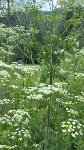 This is a short, vertical video clip showcasing a meadow of white wildflowers. The camera is focused on the delicate white blooms and green foliage in the foreground, which are swaying gently. In the background, a forest of pine trees and deciduous trees can be seen, with a mountain range rising behind them. The sky above is partly cloudy, with patches of blue visible. There is a small, dark structure, possibly a shed or outhouse, nestled among the trees on the left side of the frame.

The scene appears to be set in a rural or natural environment, consistent with the provided location context of Ust'-Muny, Russia. The lighting suggests it is daytime, likely late afternoon or early evening given the soft, diffused light and the presence of shadows. The overall mood is serene and peaceful, emphasizing the beauty of nature. No people are visible in the clip, and there are no discernible objects other than the natural elements and the small structure in the distance. There is no visible text within the video itself. The focus is entirely on the natural landscape, with the wildflowers and forest creating a tranquil and picturesque scene.