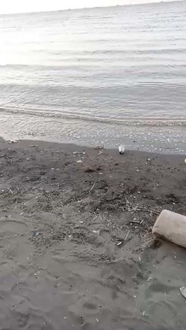 The video shows a view of a dark sandy beach with the ocean in the background. The water is calm with small waves rolling onto the shore. There is some debris scattered on the beach, including plastic bottles and driftwood. The sky is a pale orange and yellow, suggesting either sunrise or sunset. A plant with green leaves is visible in the lower left corner of the frame.