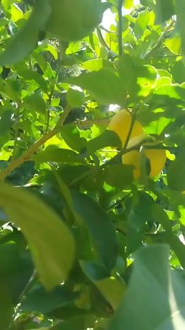 Sunlight filters through lush green leaves, illuminating two ripe yellow lemons hanging from a branch. The camera pans slightly, offering glimpses of more leaves and the textured bark of the tree. The overall impression is one of a vibrant, sun-drenched orchard or garden.