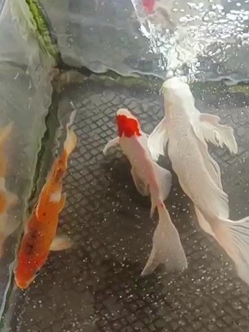 Three koi fish are swimming in a tank. One fish is orange and white, another is white with a red head, and the third is entirely white. The fish are swimming near the surface of the water, where there are bubbles. The tank appears to have a dark net on the bottom.