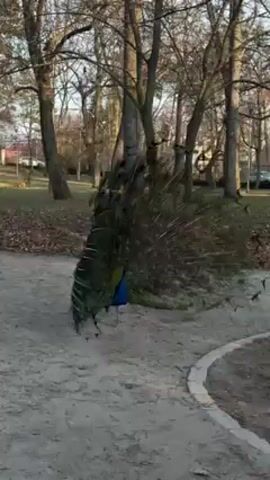 The video shows a peacock in a park. The peacock has its feathers fully displayed, fanned out in a wide arc. The bird's body is blue. The peacock is standing on a sandy or gravelly ground. There are trees in the background without leaves, likely indicating it's winter or early spring.  Buildings can be seen in the background as well. The peacock is facing towards the camera.