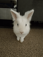 White rabbit observed on carpet, approaches wooden toy