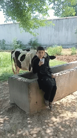 Boy shares rural morning meal with cows in Pakistan
