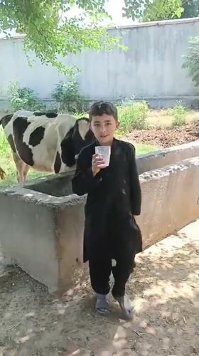 Boy shares rural morning meal with cows in Pakistan