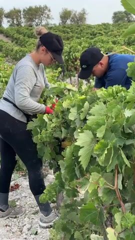 Two people are working in a vineyard, harvesting grapes. The person on the left, a woman with her hair pulled back in a bun and wearing a gray long-sleeved shirt, black leggings, a black baseball cap, and red gloves, is using pruning shears to cut grapes. The person on the right, a man wearing a blue shirt and a black baseball cap, is also tending to the grapevines. Both individuals appear focused on their tasks. The vineyard rows stretch into the background, with green grape leaves and vines dominating the foreground. The ground is covered in gravel and soil. In the lower left corner, a large basket filled with harvested green grapes is visible. The sky is overcast.