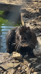 Animals observed during afternoon visit to Stara Zagora Zoo