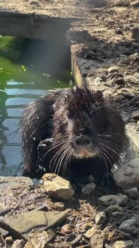 Animals observed during afternoon visit to Stara Zagora Zoo