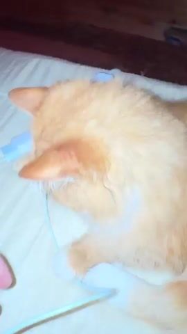 A close-up, shaky video shows an orange cat playing with a white cord. A person's hand is visible in the lower left of the frame, gently touching the cat's paw. The cat is on a beige surface with a grid pattern. A white object, possibly a charger, is in the background. The cat's head is tilted down, and it appears to be batting at the cord with its paw.