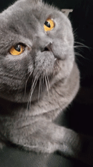 Gray cat with orange eyes observed on cream rug