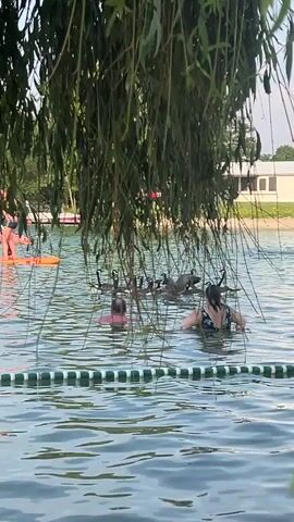 The video shows a group of Canada geese swimming in a body of water. Two individuals, one wearing a pink swimsuit and the other a patterned swimsuit, are also in the water, seemingly observing or interacting with the geese. The geese are gathered together in a line, with their heads and necks visible above the water. The scene takes place on a sunny day, with trees and a building visible in the background. A green and white floating barrier is in the foreground, separating the swimming area.