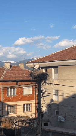 Storks observed nesting on utility pole in Bulgarian village