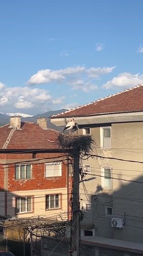 Storks observed nesting on utility pole in Bulgarian village