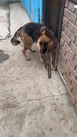 The media file shows a German Shepherd dog in an outdoor setting, likely a yard or courtyard. The dog is chained and appears to be moving around. There are brick and blue wooden structures in the background, suggesting a rural or semi-rural location. The ground is paved with concrete. The lighting suggests it is daytime, possibly overcast. A small black puppy appears briefly in the frame towards the end of the clip. There is no visible text.