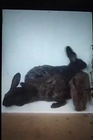 The video displays three taxidermied rabbits against a plain white background. Two of the rabbits are black and appear to be larger, while a third, smaller rabbit is brown and positioned to the right. The black rabbits are arranged in a way that suggests interaction; one is standing upright on its hind legs, with its front paws resting on the back of the other black rabbit, which is lying down. The brown rabbit is facing away from the other two. The lighting is consistent, and the image quality is low, with visible artifacts suggesting it may be a recording of a screen.