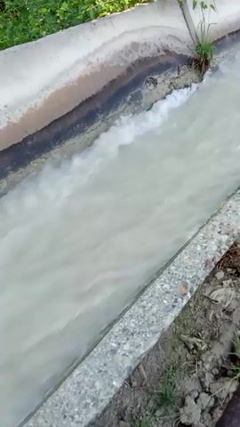 The video shows a concrete irrigation canal filled with turbid, flowing water. The canal is lined with concrete on both sides, and the banks are overgrown with grass and vegetation. Tall trees with green foliage line the canal in the background. The water is moving rapidly, creating ripples and small waves on its surface. The scene appears to be outdoors in a natural environment. There are no people visible in the video.