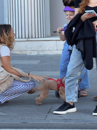 Dogs and their people on a sunny Belgrade sidewalk