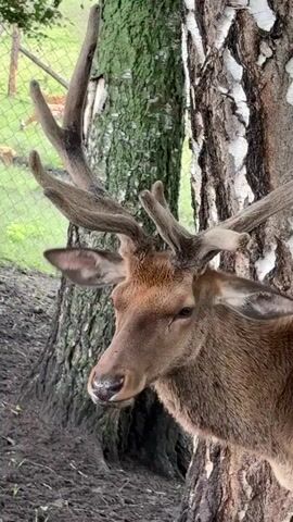 A close-up video captures a majestic stag with impressive antlers standing next to a birch tree. The stag's head is turned to the left, its brown fur visible against the textured bark of the tree. The background is blurred, showing glimpses of greenery and a wire fence, suggesting an outdoor enclosure or natural habitat. The stag appears calm and alert, its ears perked and eyes watchful. The lighting suggests it is daytime, with soft, diffused light. The scene is set in Нижнекаянча, Russia, adding a specific geographical context to the natural encounter. No text is visible in the video.