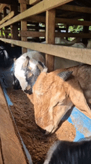 Feeding time at a wooden goat barn in Mee, Indonesia