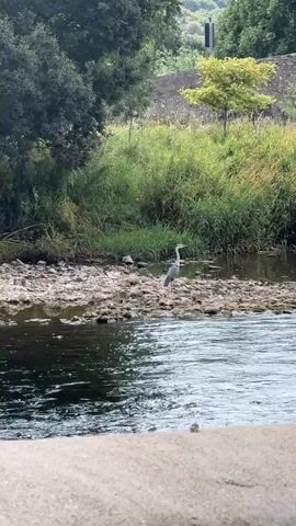 A gray heron stands on a rocky riverbed in the middle of a flowing river. The riverbank is lined with tall green grass and trees. In the background, there is a stone wall and rolling hills with trees. The sky is partly cloudy. The heron is facing right and appears to be hunting for food.