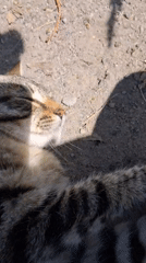 Lazy summer morning in Semey with cats and face-painted selfies