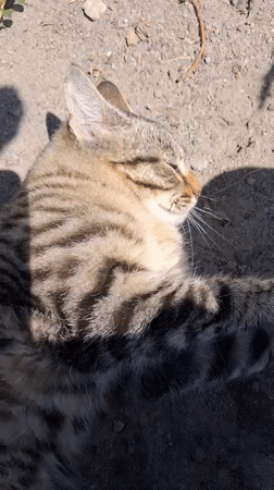 Lazy summer morning in Semey with cats and face-painted selfies