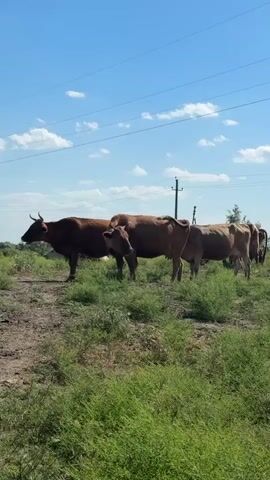 The video captures a herd of cows standing in a field under a clear blue sky with scattered clouds. The cows are predominantly brown in color, with some appearing lighter. They are positioned in a line, with some facing towards the left of the frame and others looking forward or slightly to the right. The ground is covered in dry earth and sparse green vegetation. In the background, there are telephone poles and power lines. The overall scene depicts a rural, pastoral setting on a sunny day.