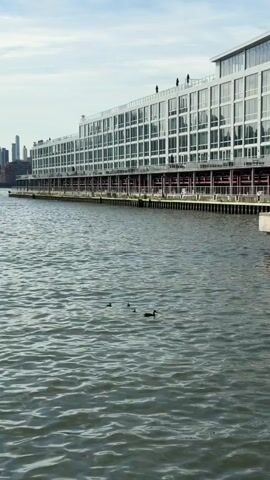 A scenic video captures a waterfront view of a modern, multi-story building with a facade of large windows, reflecting the sky and the water. The building appears to be residential or commercial, with balconies or outdoor spaces visible on the upper levels, where a few silhouetted figures stand. In the foreground, a calm body of water, likely a river or harbor, gently ripples. A small group of ducks swims serenely on the water's surface, adding a touch of wildlife to the urban landscape. The background shows a distant city skyline, hinting at a bustling metropolitan area. The sky is partly cloudy, suggesting a mild day, possibly late morning or early afternoon. The overall atmosphere is peaceful and tranquil, blending the man-made structures with natural elements.