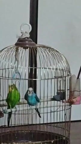 A budgie cage is visible with three budgies inside. One budgie is green and yellow, sitting on a perch on the left. Another budgie is blue and white, sitting on the same perch to the right of the green one. A third budgie, darker in color, is visible further back on the perch. The cage is made of metal bars and has a round top with a hanging loop. There is a feeder attached to the right side of the cage. The floor of the cage contains birdseed. The background is a plain white wall.