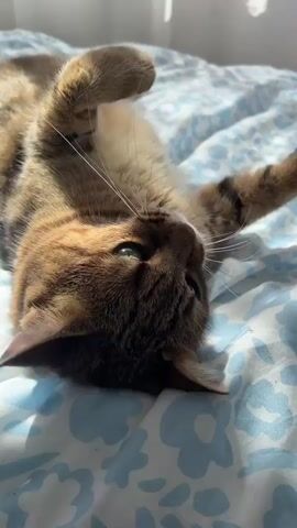 A close-up video shows a tabby cat lying on its back on a bed with a light blue and white patterned duvet cover. The cat has green eyes and light brown fur with darker stripes. Its head is positioned towards the camera, looking up, with its front paws raised slightly.

Initially, the cat's mouth is slightly open, and its tongue is visible. A human hand, with fair skin and red nail polish, enters the frame and gently taps the cat's chin. The cat responds by lightly nipping or playfully interacting with the human's finger. The cat's whiskers are prominent, and its ears are perked. The lighting is bright, suggesting daytime. The scene appears to be indoors, likely in a bedroom, in Beverwijk, Netherlands. The cat seems content and playful during the interaction.