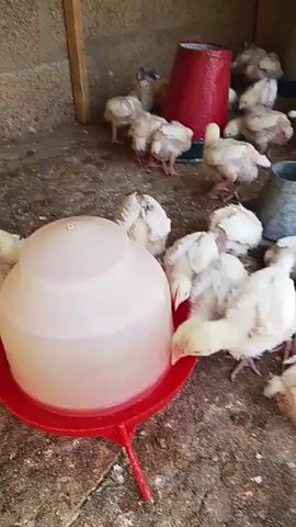 Here is a description of the video:

The video shows a group of small, white chicks clustered together in a brooder. There are several water feeders scattered around them. The chicks are drinking from the feeders and moving around within the enclosed space. The brooder appears to be a small indoor space with concrete floors and wooden supports. The person speaking mentions that the chicks are two weeks old.