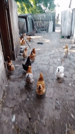 A Ukrainian village homestead, full of animals and summer blooms