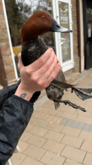 Person holds duck on street in Novi Sad, Serbia