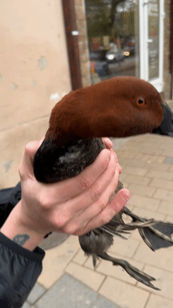 Person holds duck on street in Novi Sad, Serbia