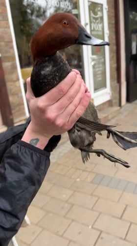 Person holds duck on street in Novi Sad, Serbia