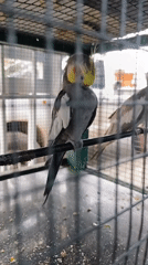 Pet store animals documented in Tinaquillo, Venezuela
