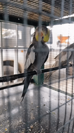 Pet store animals documented in Tinaquillo, Venezuela
