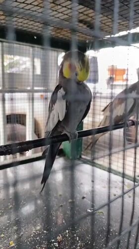 Pet store animals documented in Tinaquillo, Venezuela