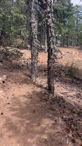 A video pans across a forest floor covered with pine needles and rocks. Two trees with rough, moss-covered bark stand prominently in the foreground. Beyond them, a dirt path winds through the trees, leading to a sunlit clearing in the distance. The environment appears dry and somewhat arid, with scattered rocks and sparse undergrowth. The overall impression is a natural, undeveloped outdoor setting.