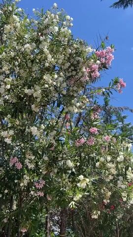 A blooming oleander bush with white and pink flowers is shown against a clear blue sky. The camera angle is low, looking up at the bush. The leaves are a vibrant green, and the flowers are dense clusters. The bush appears to be outdoors in a sunny location.