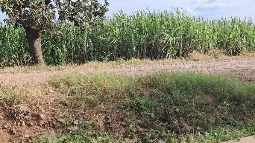 A dirt road runs through a rural landscape. On the right side of the road is a dense field of tall, green sugarcane. On the left side of the road, a large tree with a thick trunk stands in front of the sugarcane field. Further to the left, a building with a light-colored wall and a tiled roof is visible. The ground in the foreground is covered with dry grass and dirt. The sky is partly cloudy. The video appears to be a stationary shot, possibly from a camera mounted on a tripod or a vehicle.