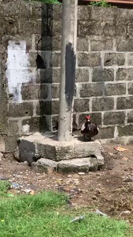 Two Muscovy ducks stand on a concrete pedestal next to a utility pole. The duck in the foreground is mostly dark brown with white wings and red caruncles on its face. It stretches out its wings. The background is a gray brick wall with a painted patch. The ground is dirt with scattered trash. There is green grass visible in the lower left corner.