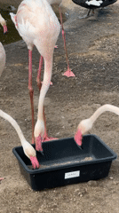 Flamingos feeding and roaming Moscow Zoo's indoor and outdoor exhibits