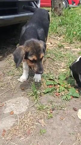Two young dogs are eating kibble scattered on the ground in an outdoor, grassy area. One dog is mostly black with brown markings and white paws. The other dog is black with white markings on its face, chest, and paws. A human hand reaches into the frame and briefly pets the black and white dog under its chin. The dogs continue to sniff and eat from the ground. A black vehicle's bumper and a red vehicle are visible in the background.